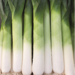 Por Bowler f1 10 tyś. nasion primed precyzja ST